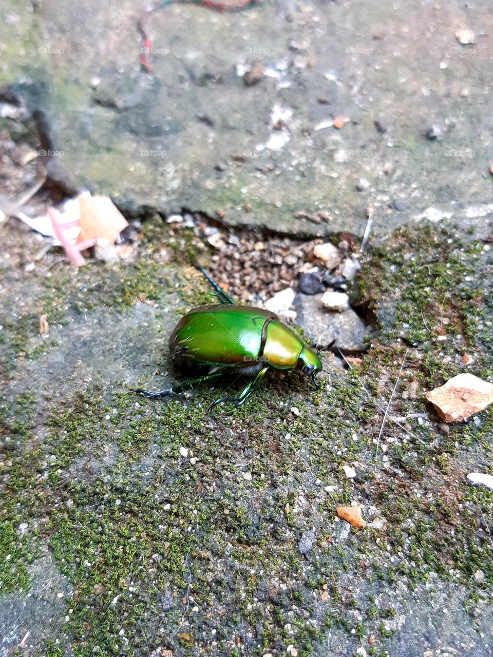Defocused abstract background of green beetle is walking on the ground