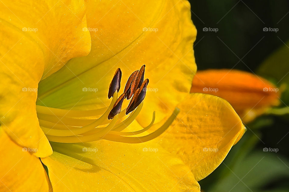 Reaching for the Sun. Flower at Lovers Point in Pacific Grove CA