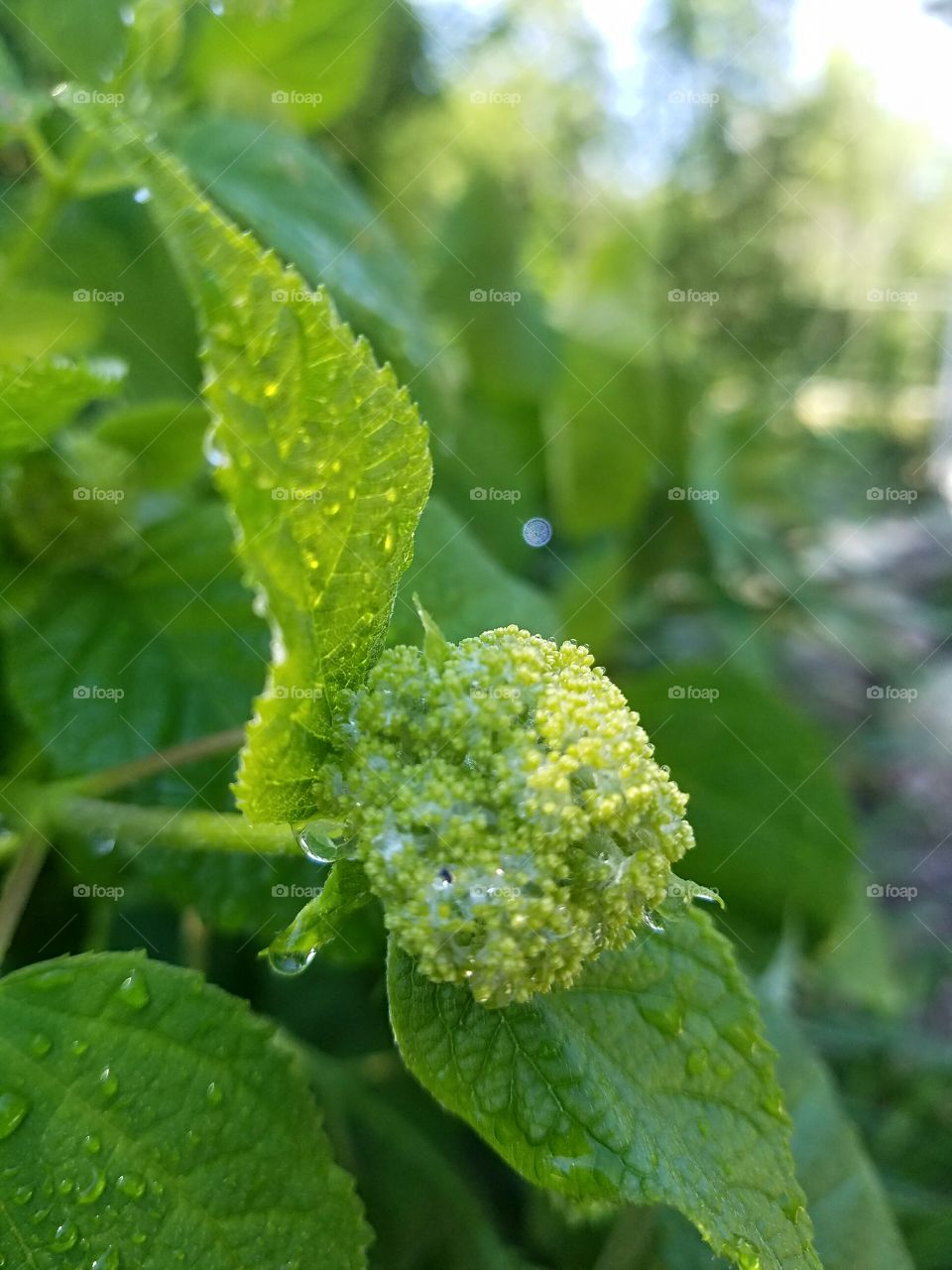 Hydrangea bud