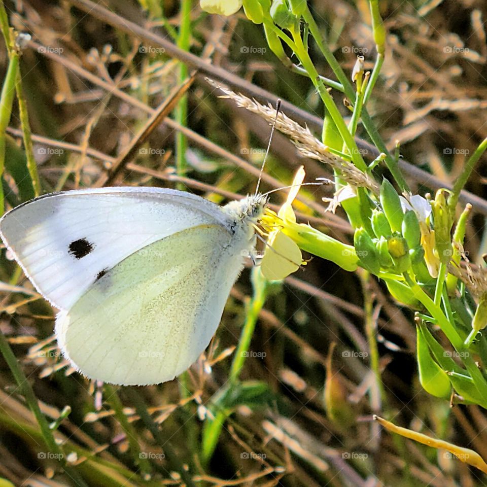 white butterfly