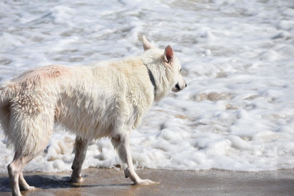 White German Shepherd 
