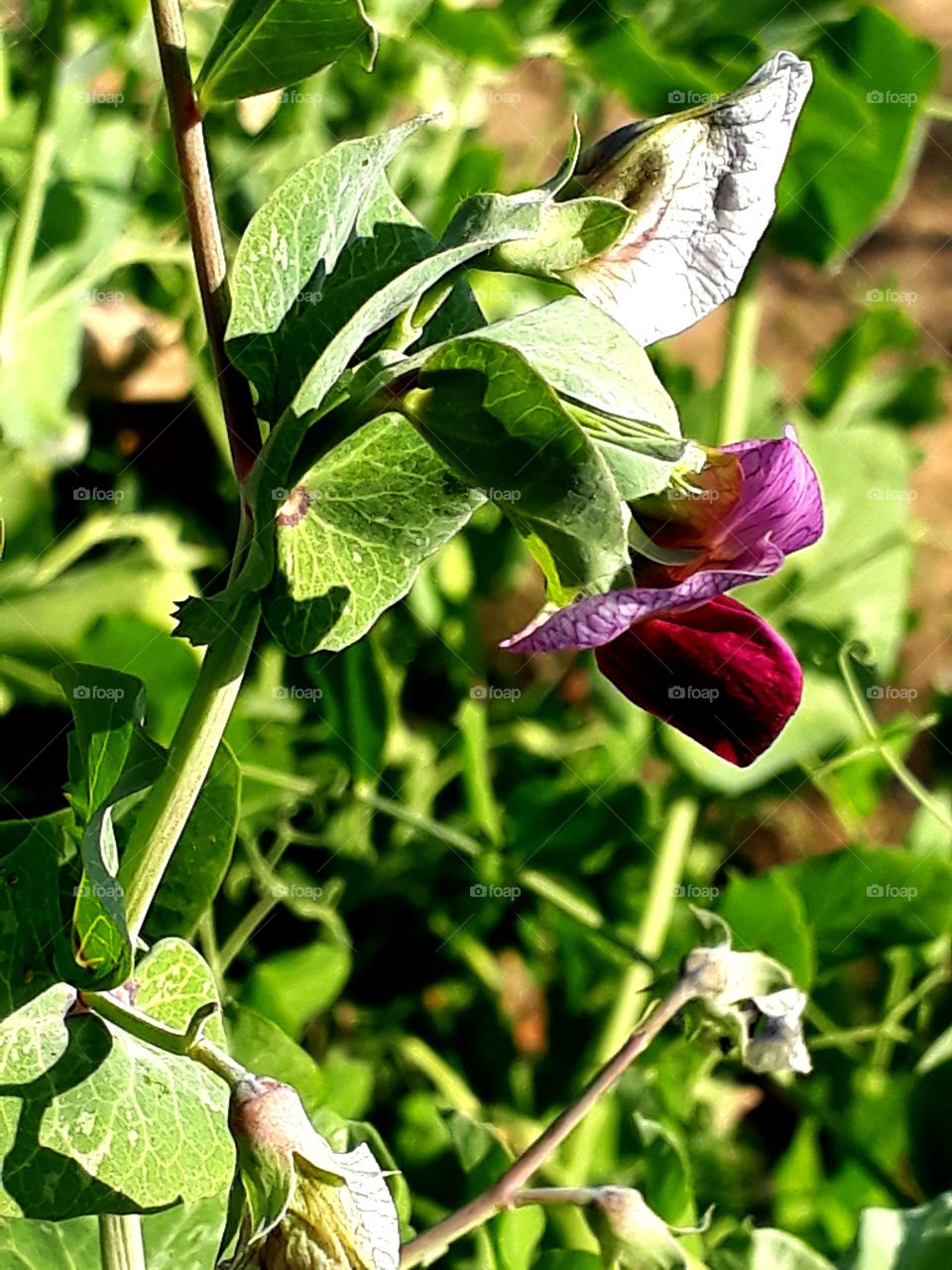 Peas flowet blooming