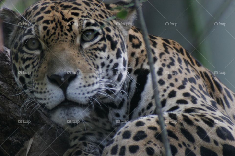 Jaguar