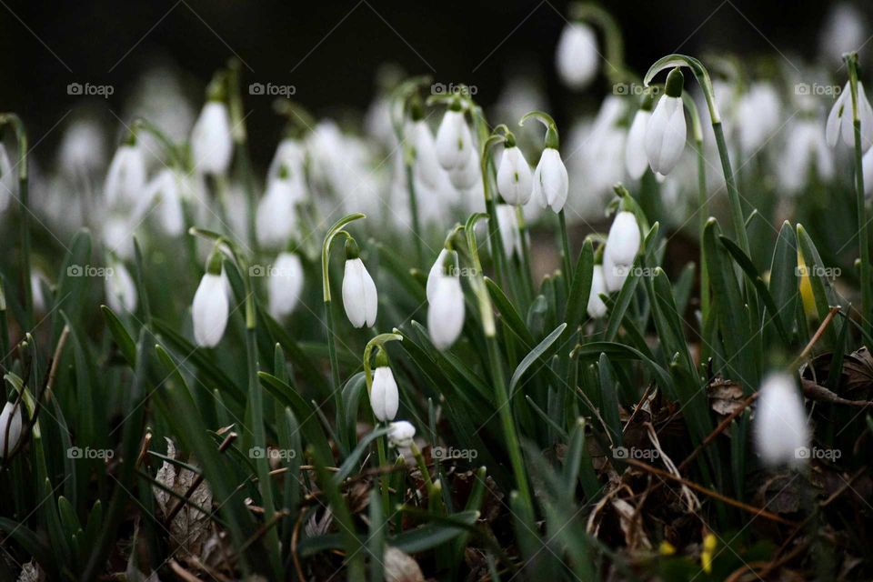 Close-up of blooming snowdrops