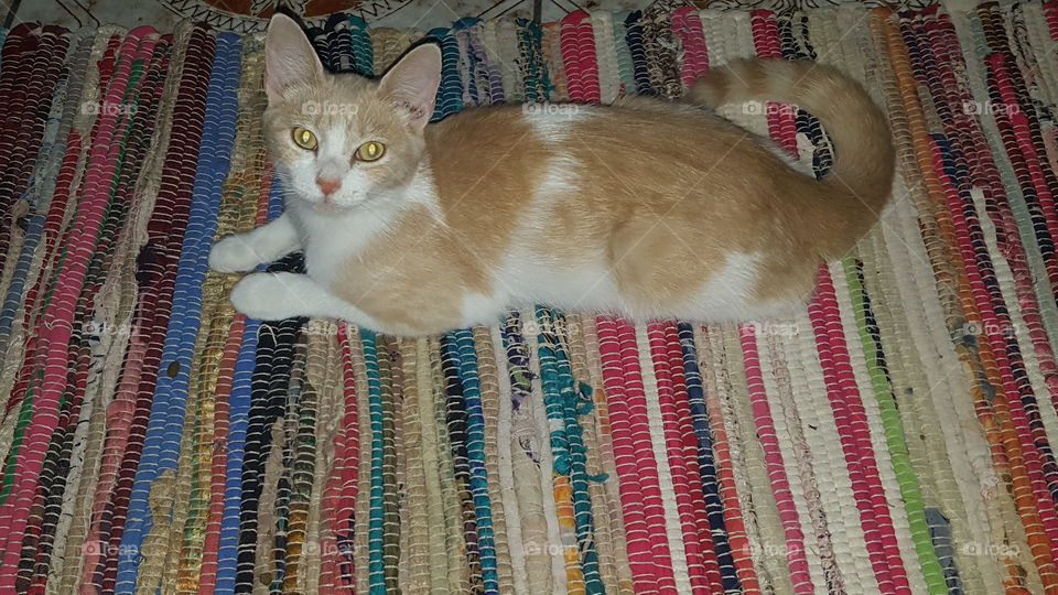 Cat on fabric rug
