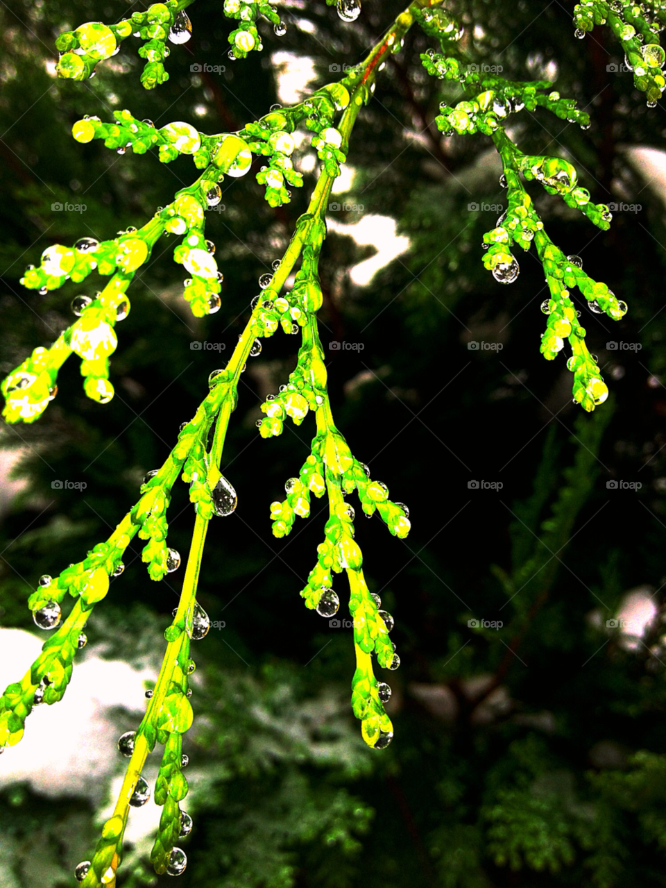 stockholm snow green plant by susanne.jordan