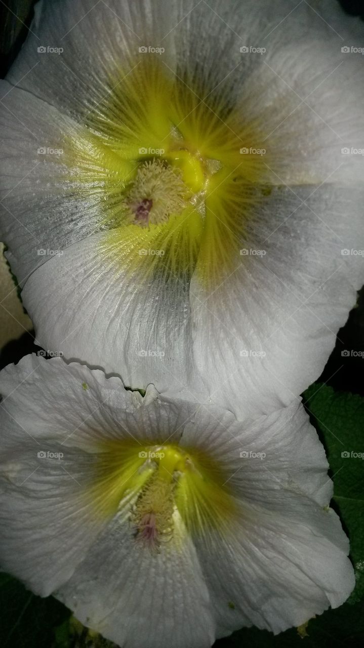 my Hollyhocks2014