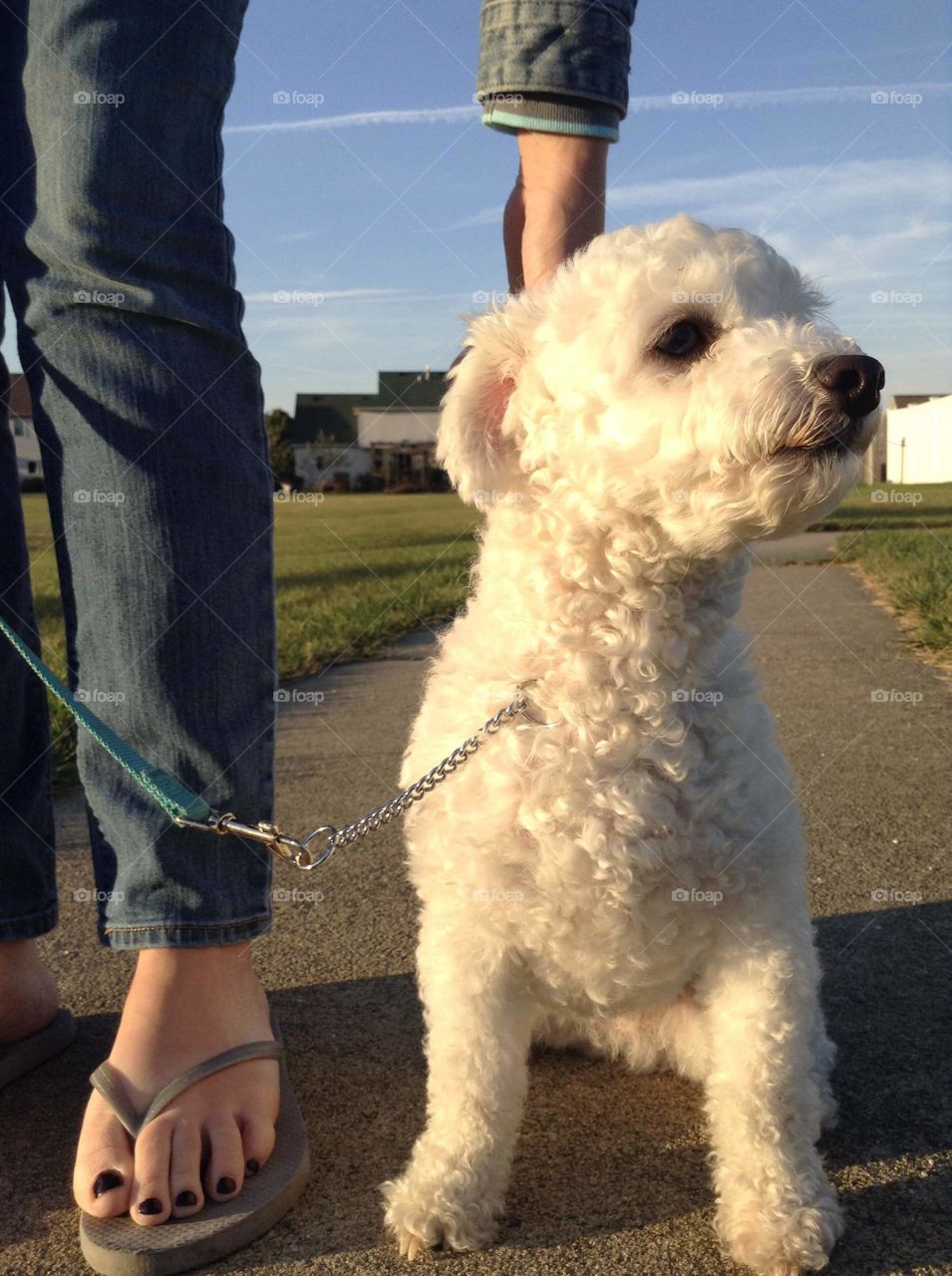 Maltese dog sitting in the heel position.