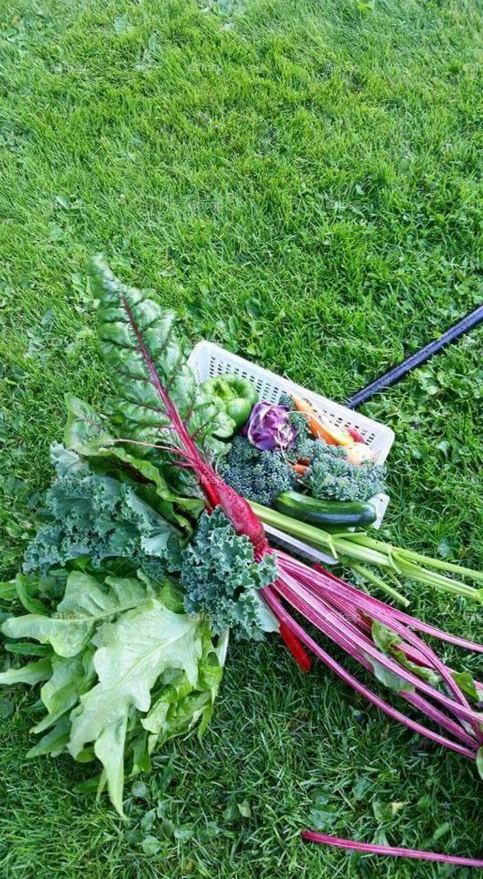 Fresh garden bounty.