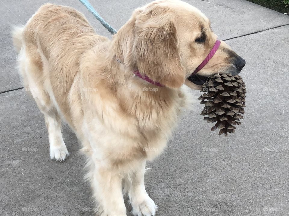 Cone collector