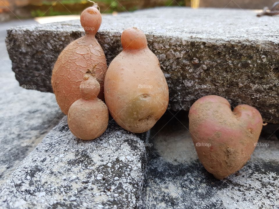 potato family with love