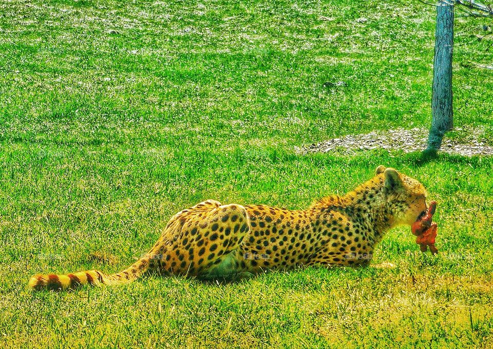 Cheetah enjoying a meaty lunch