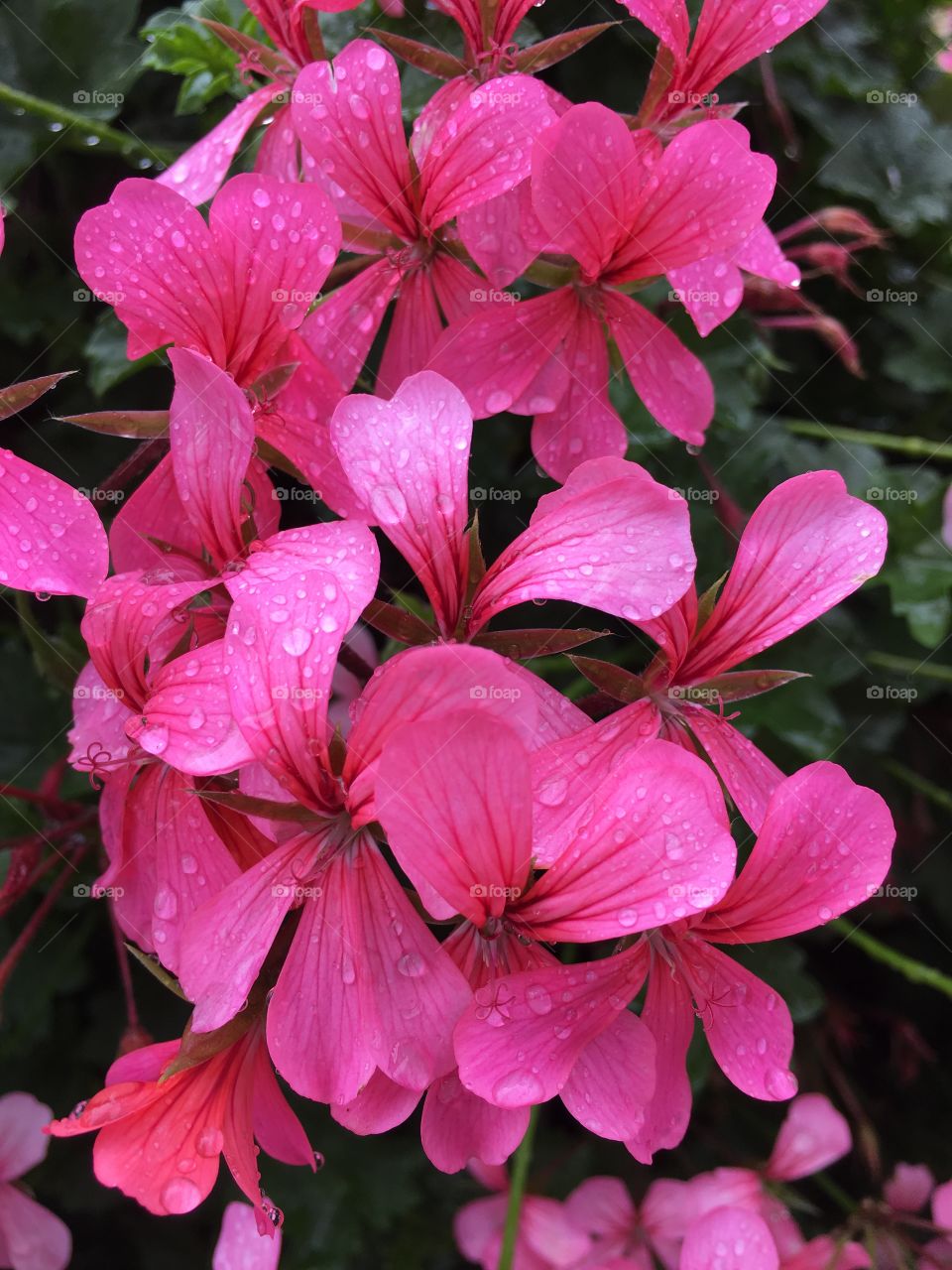 Wet pink flowers