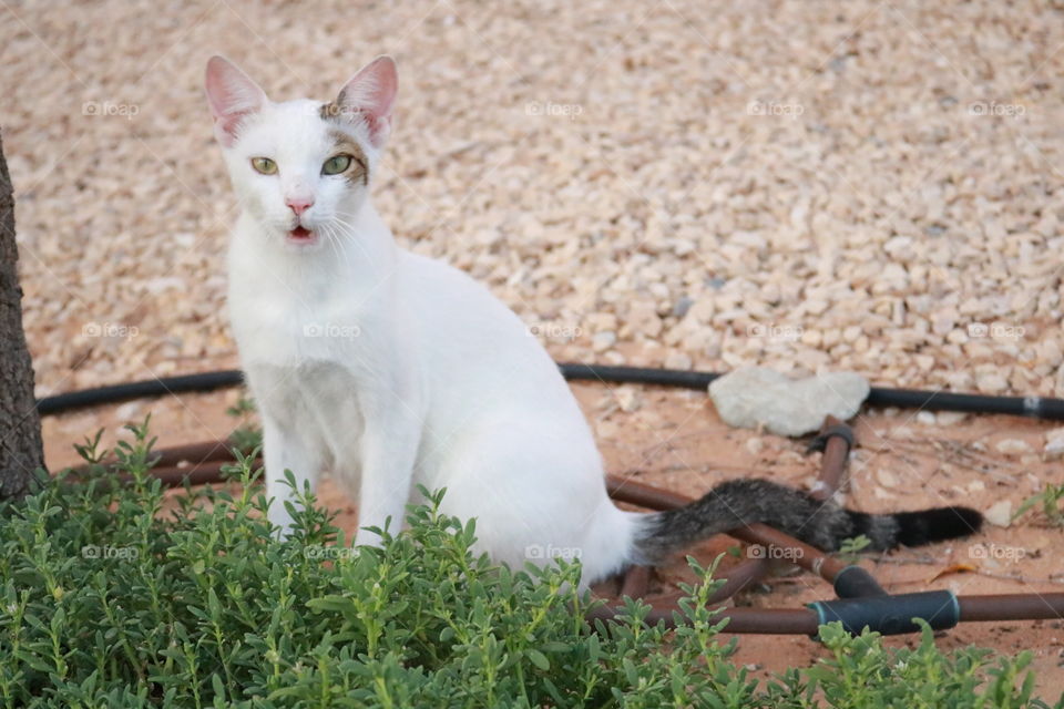 Surprised Cat