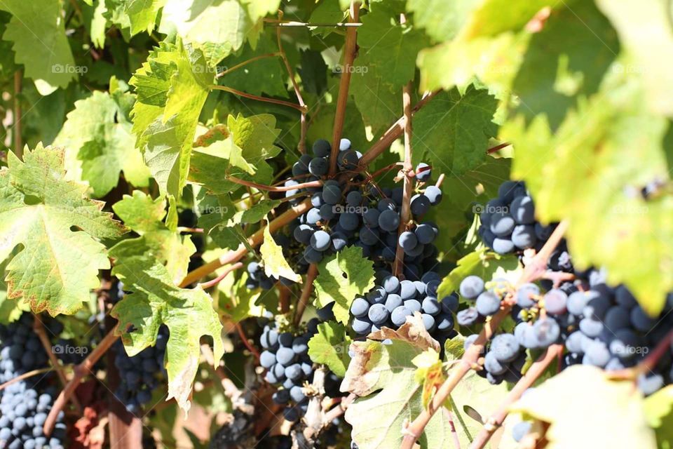 wine grapes