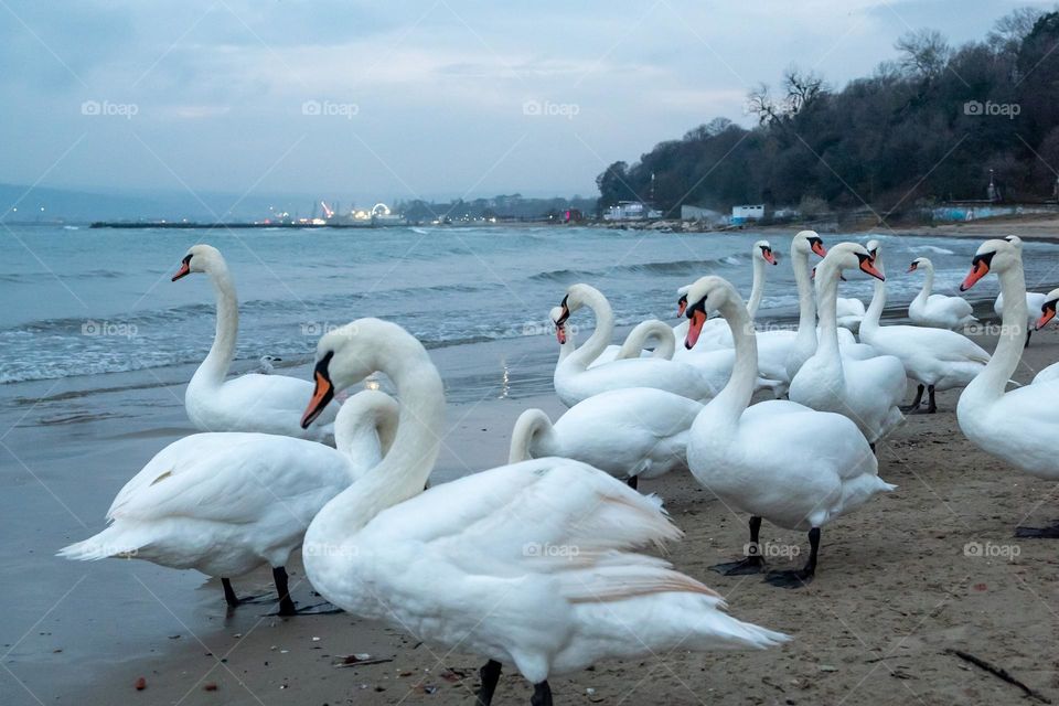 Birds & Bees - Nature in Motion