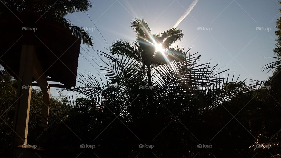 Sing apik, apik banget, wit, lanskap, srengenge, srengenge, lingkungan, alam, alam, hawa seger, santai.