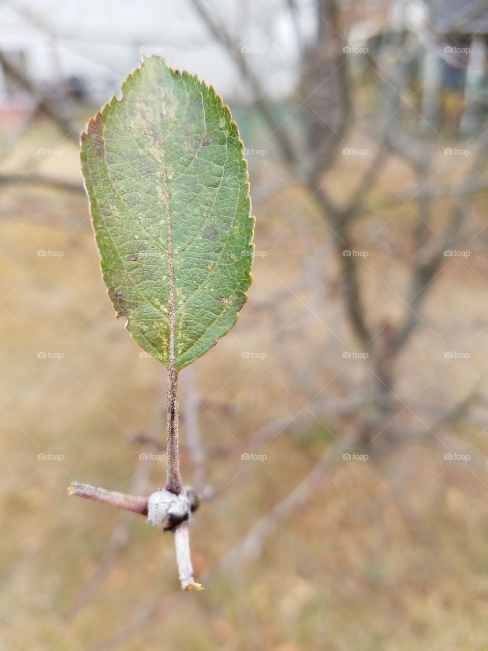Leaf on a branch