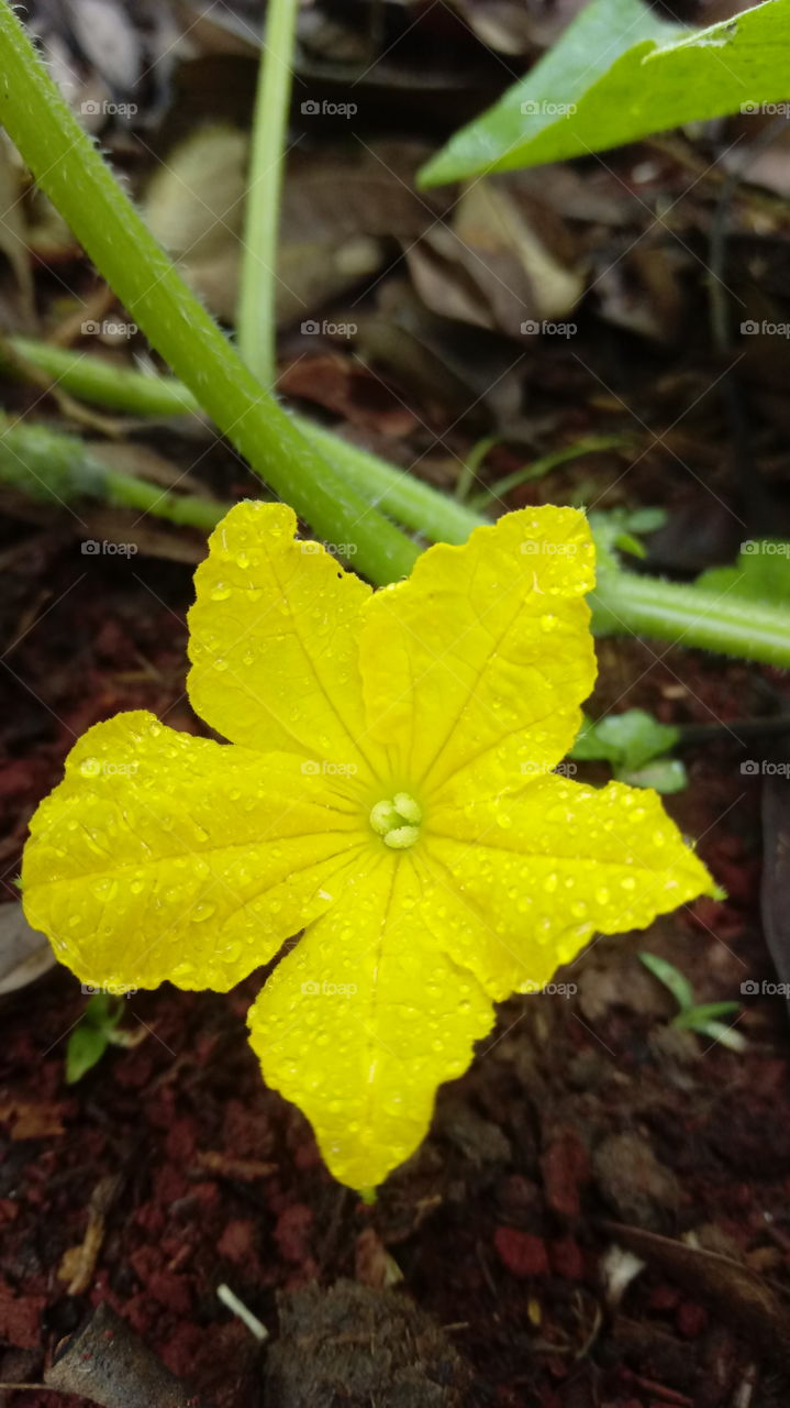 Que amarelo lindo!!!! Nem parece mais essa linda florzinha é de um legume que eu adoro a abóbora! Deliciosa e versátil.