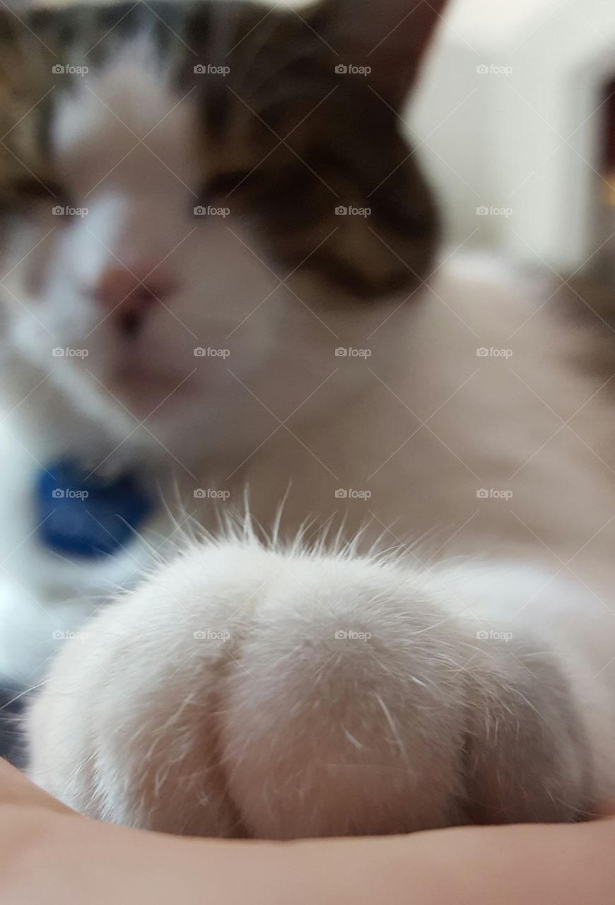 Cat is sleeping in the background