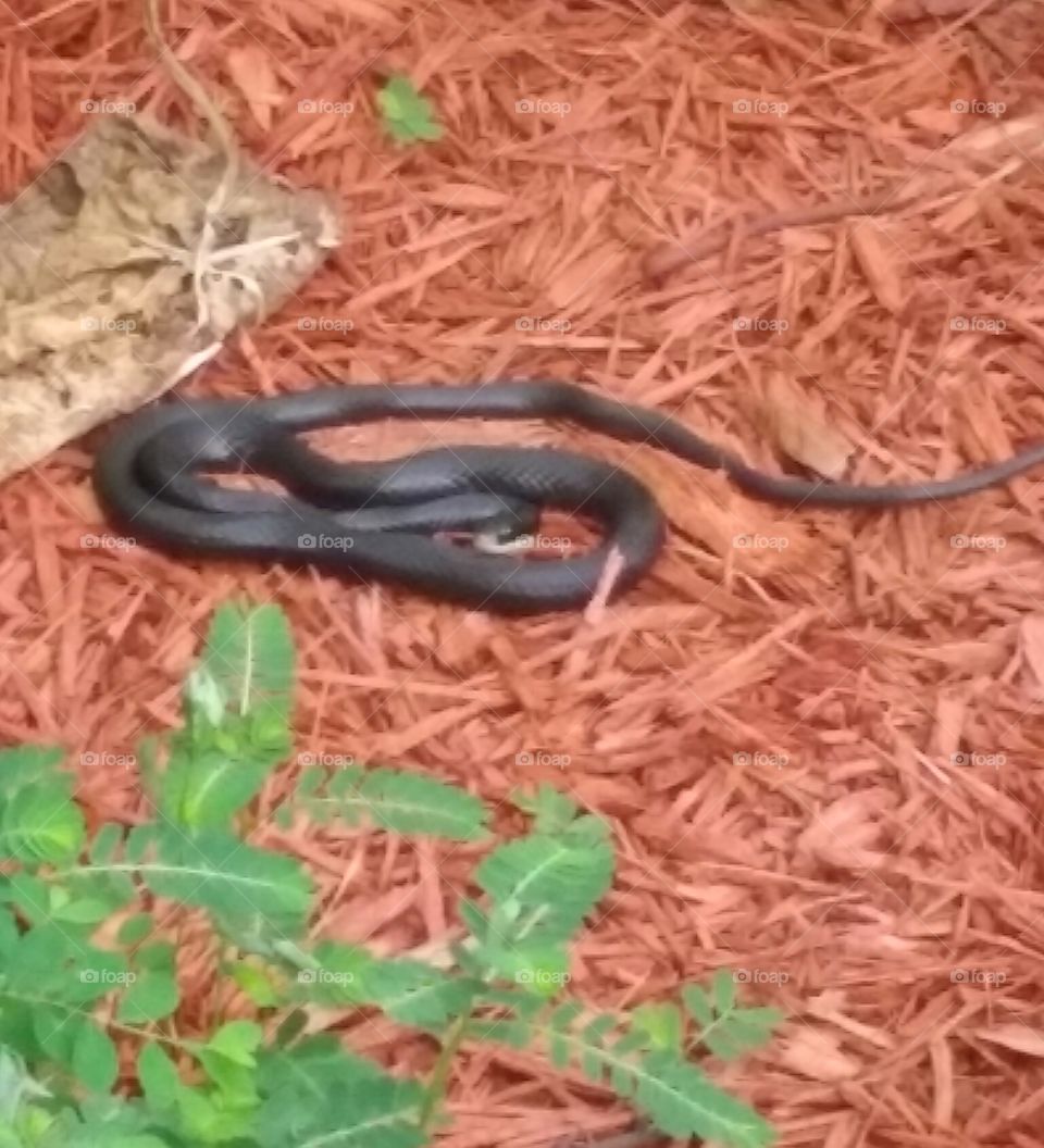 snake