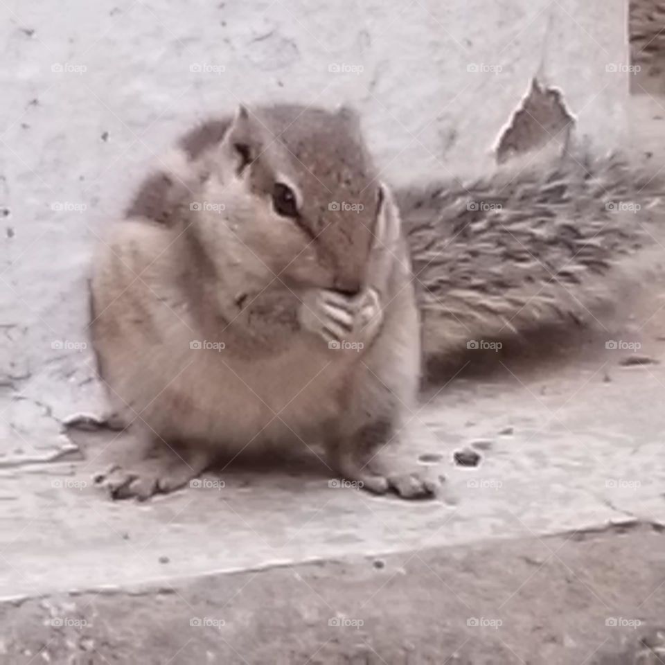 squirrel