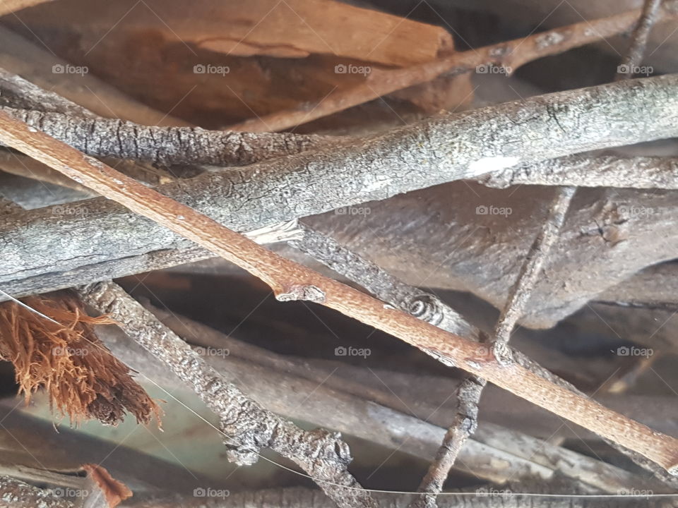 Twig Texture