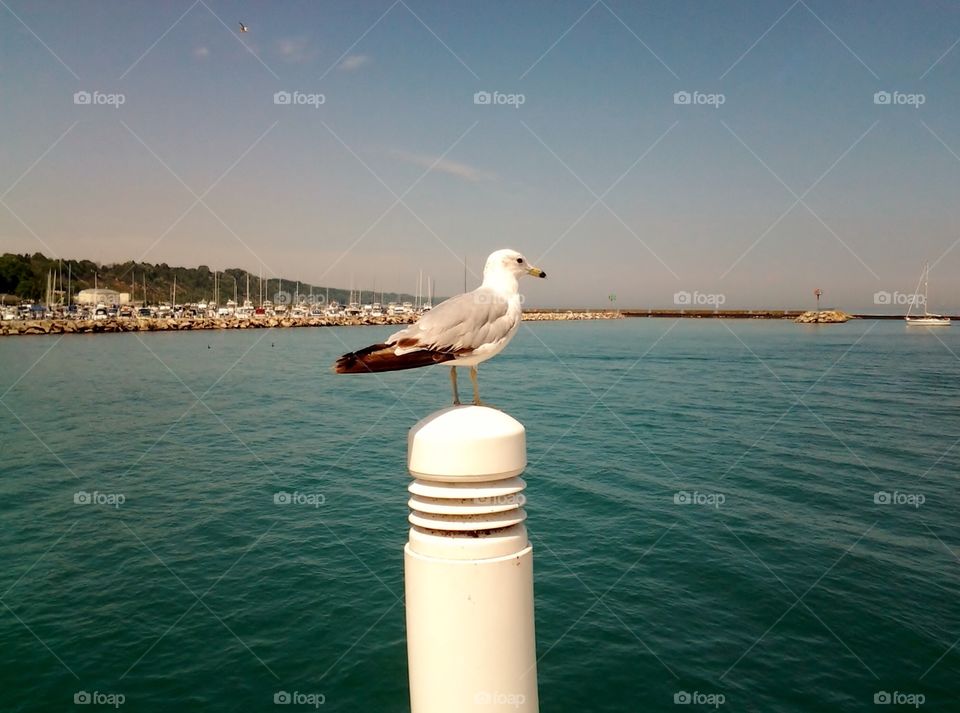 Marine Life. Sea Bird