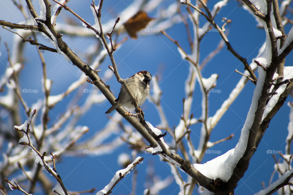 Bird perching on snowy branch
