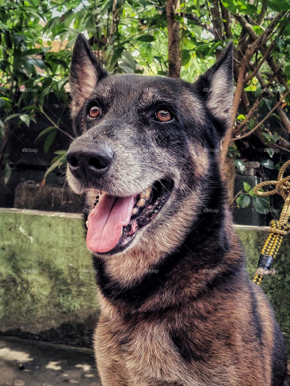 Photo of the dog that we are fostering