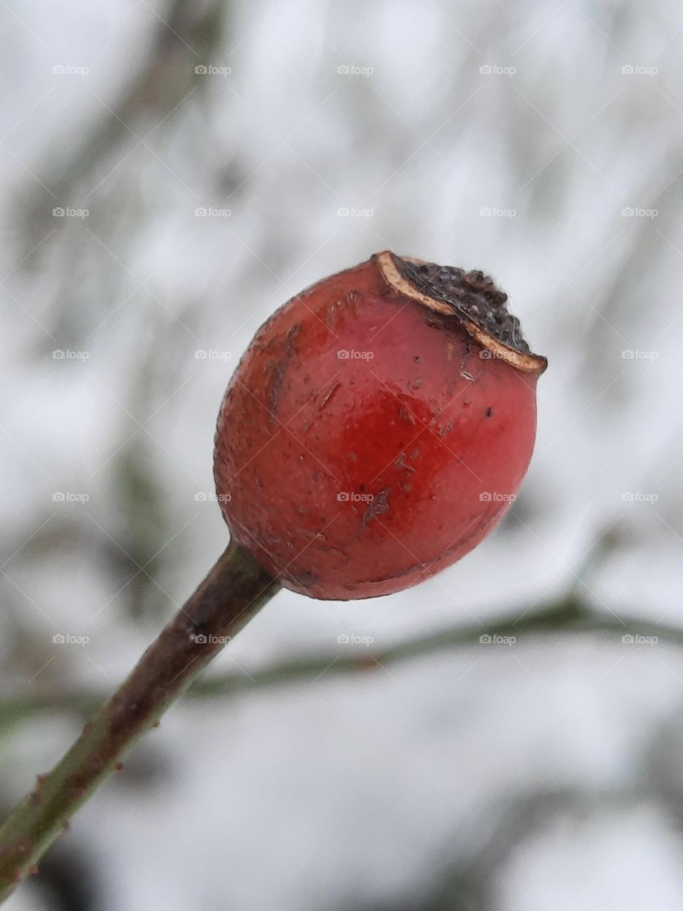 winter garden  - close-up of a red rosehip