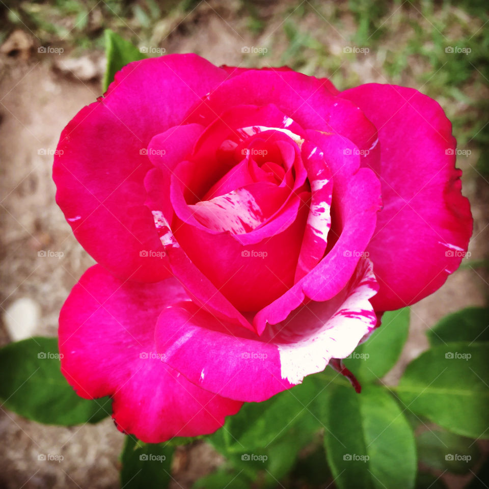 🌹 🇺🇸 Very beautiful flowers to brighten our day.  Live nature and its beauty. Did you like the delicate petals? / 🇧🇷 Flores muito bonitas para alegrar nosso dia. Viva a natureza e sua beleza. Gostaram das pétalas delicadas? 