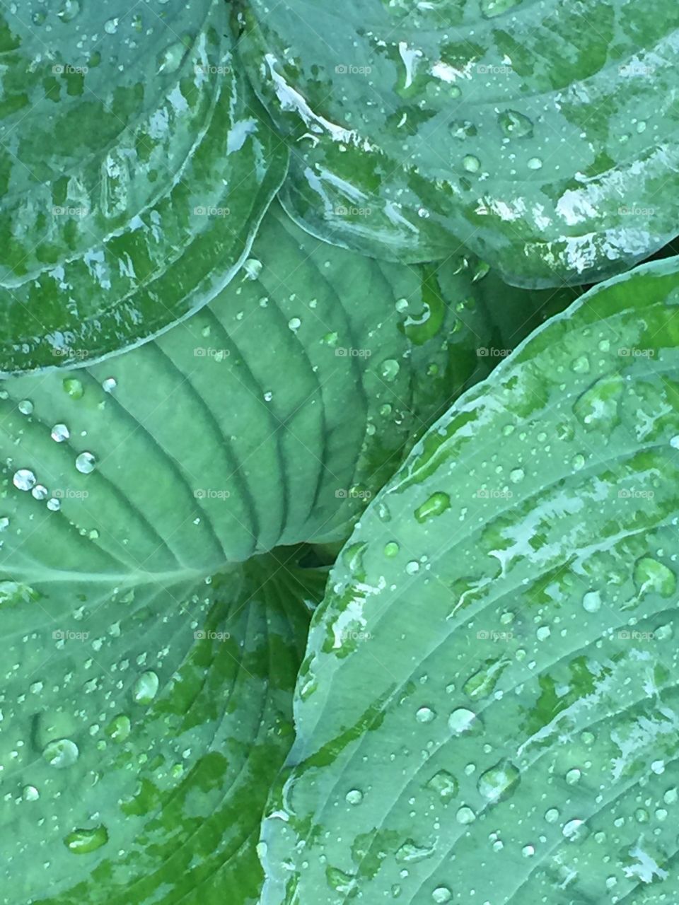 Elephant leaves with raindrops