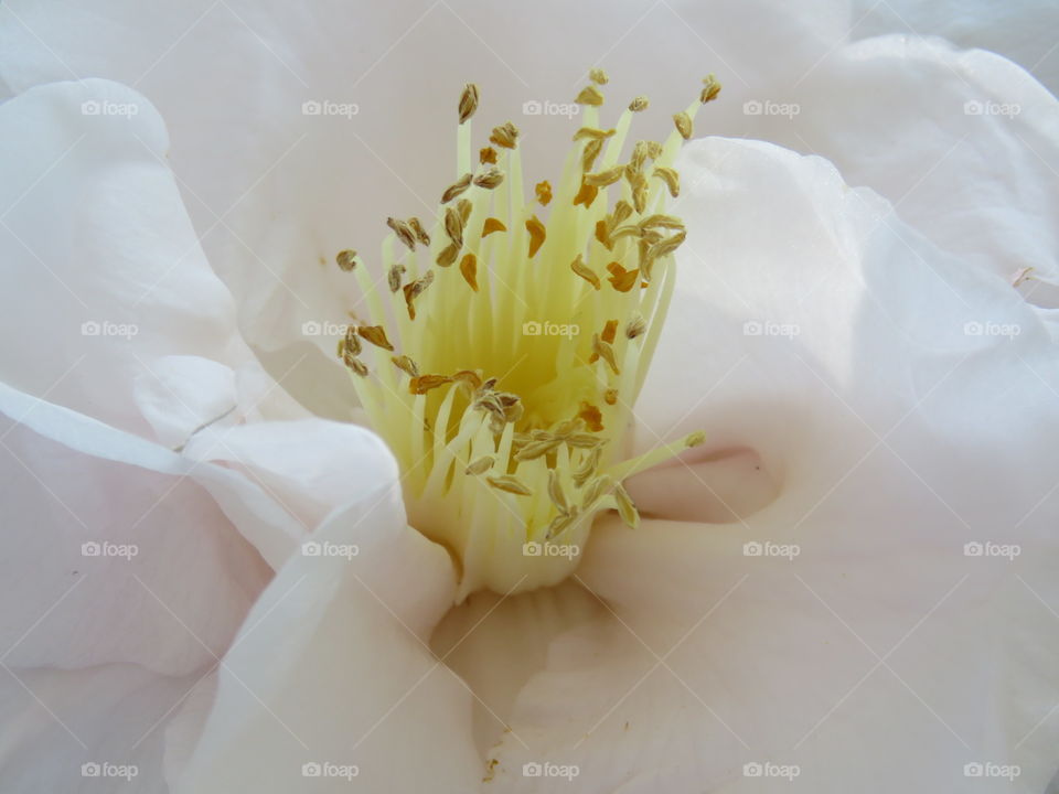 Closeup of Camellia