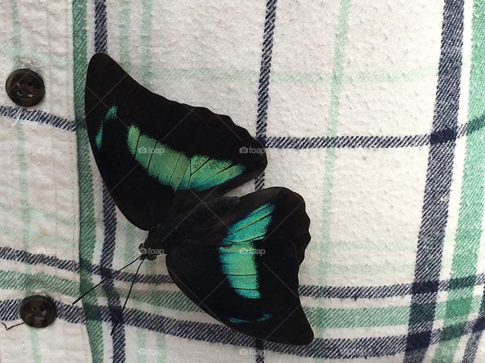 Turquoise and black butterfly on flannel shirt.