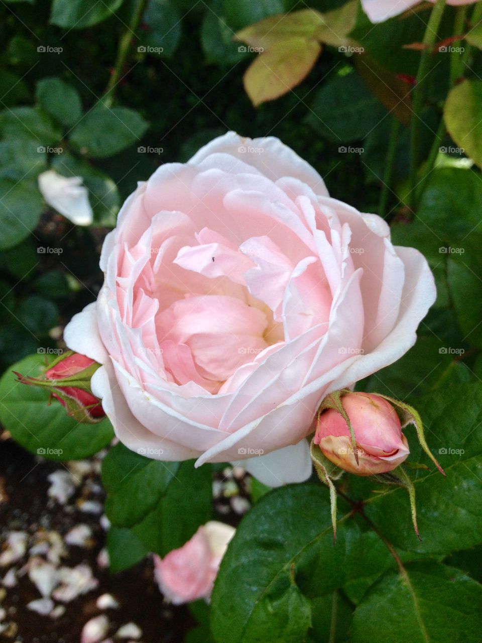 Delicate Pink Rose with Buds