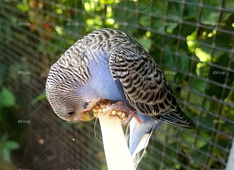 A bird enjoying a treat at the Aviary section of a small zoo like safari in Virginia!!
