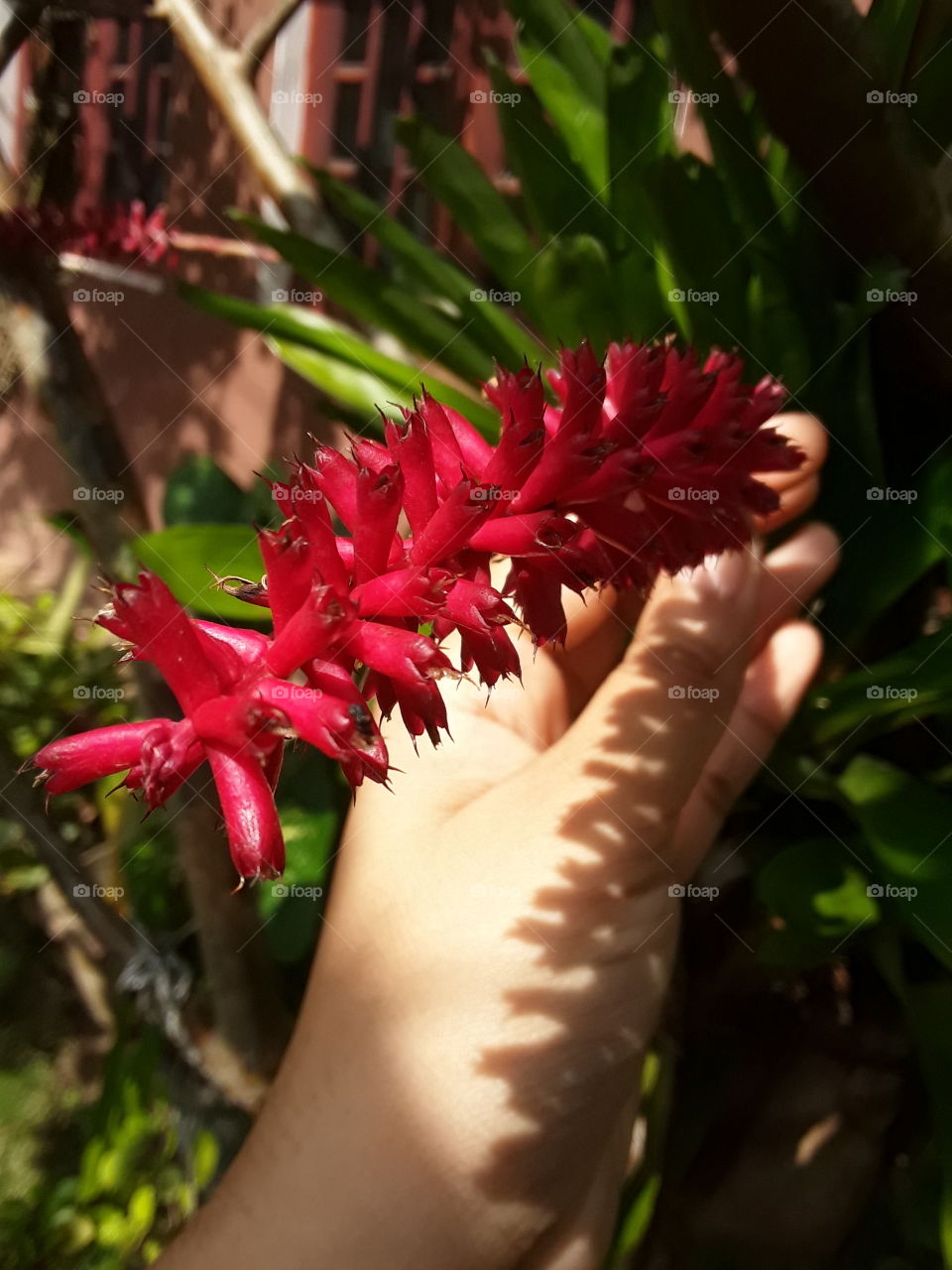 beautiful red flower with hand
