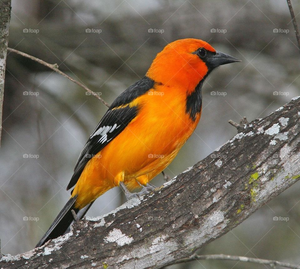 Beautiful and cute bird