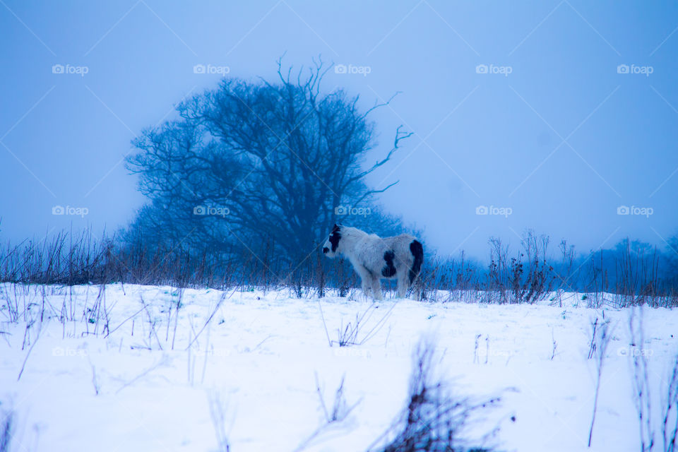 Winter forest pony