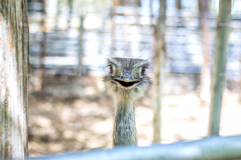 Emu peek-a-boo