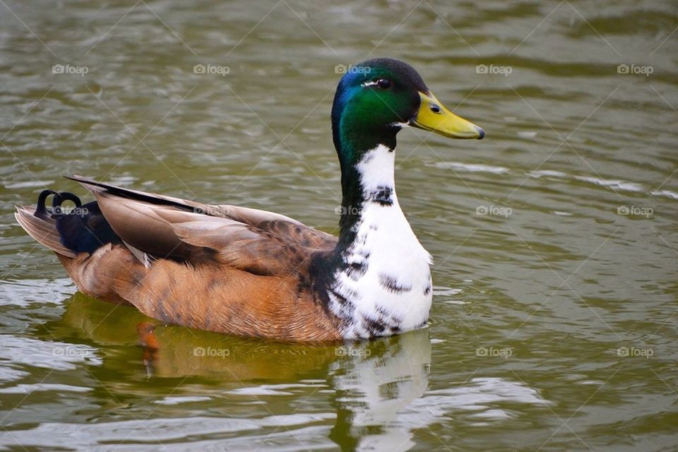 Mallard