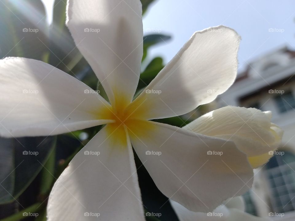 Beautiful Plumeria Flower