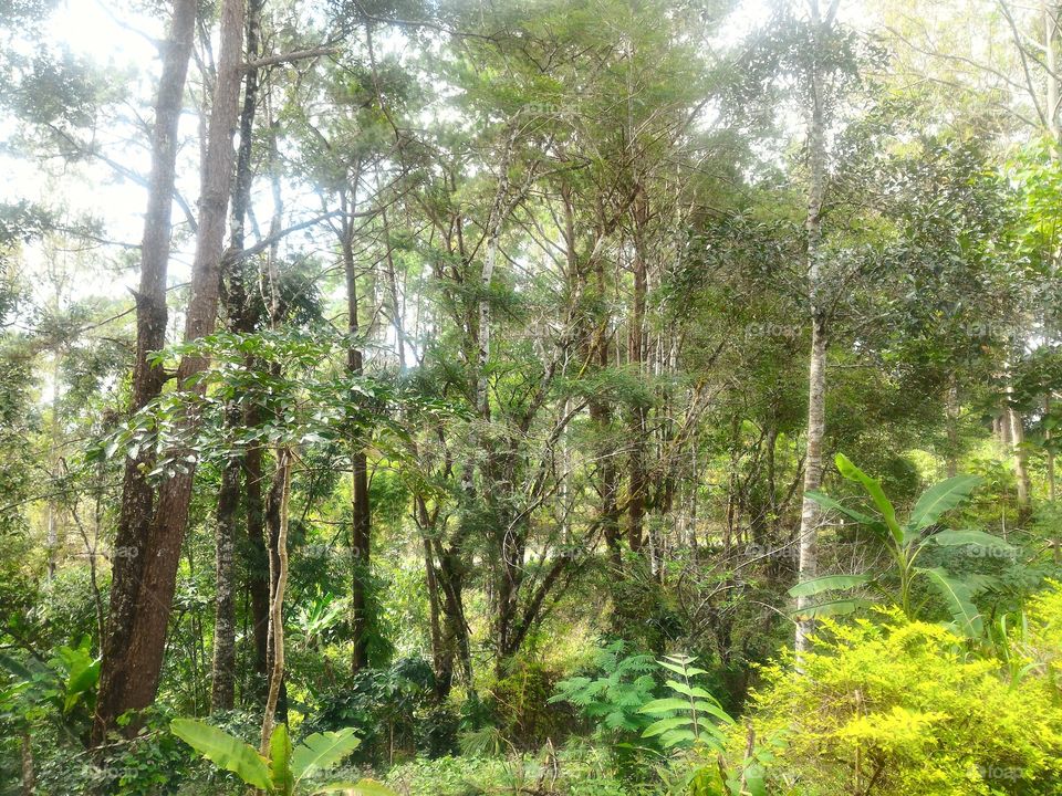 Wood, Nature, Tree, Rainforest, Landscape