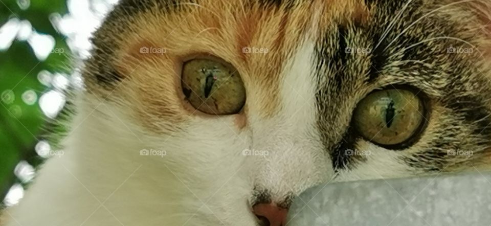 Die Augen dieser Katze sind auch richtig ungewöhnlich schön