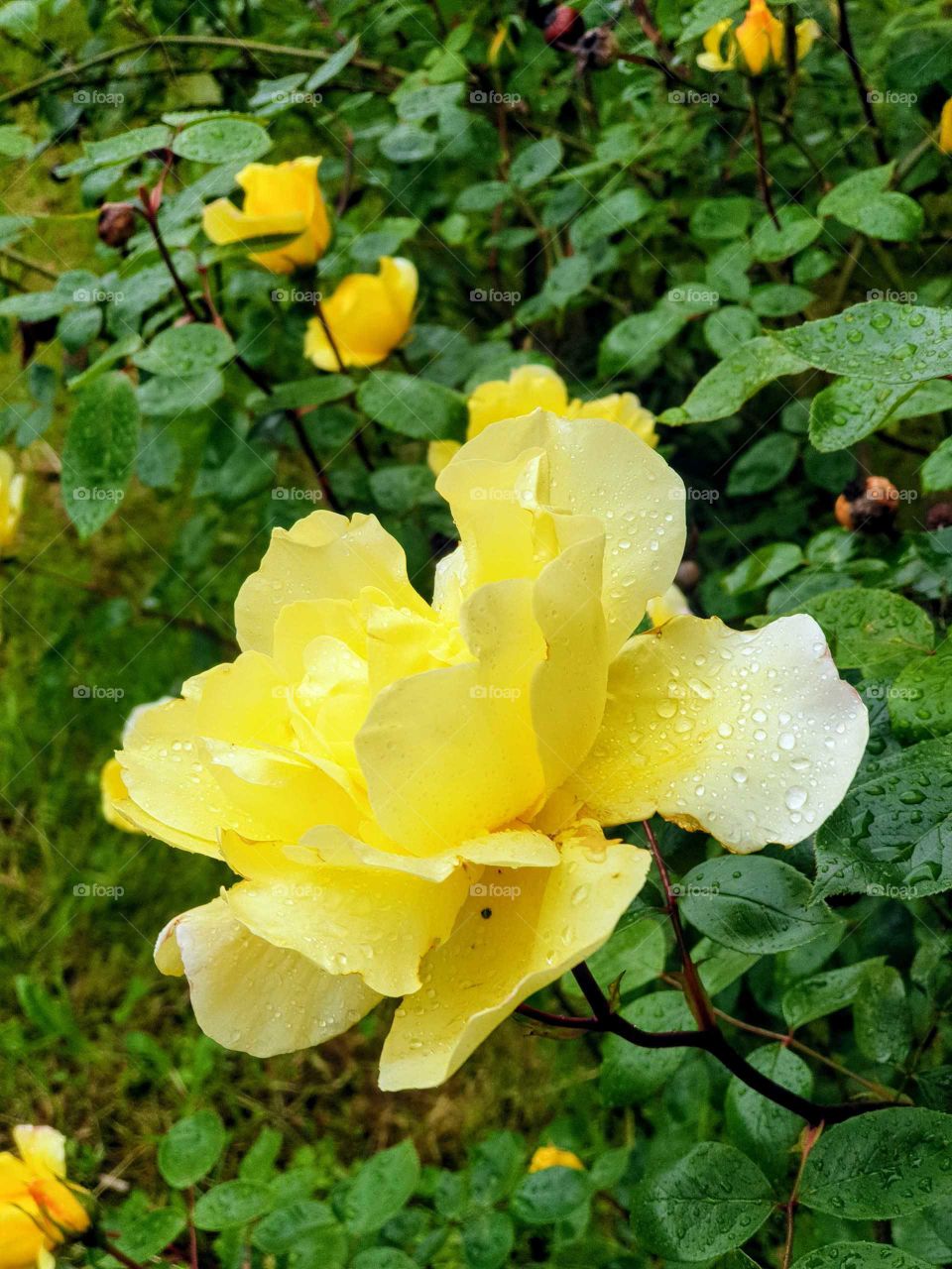 Yellow rose on a rainy day