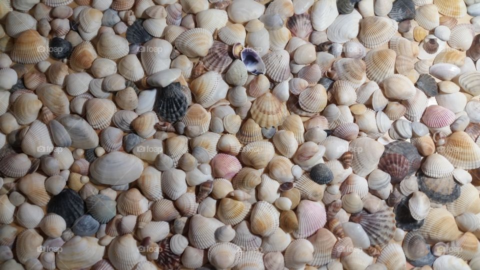 sea shells beautiful