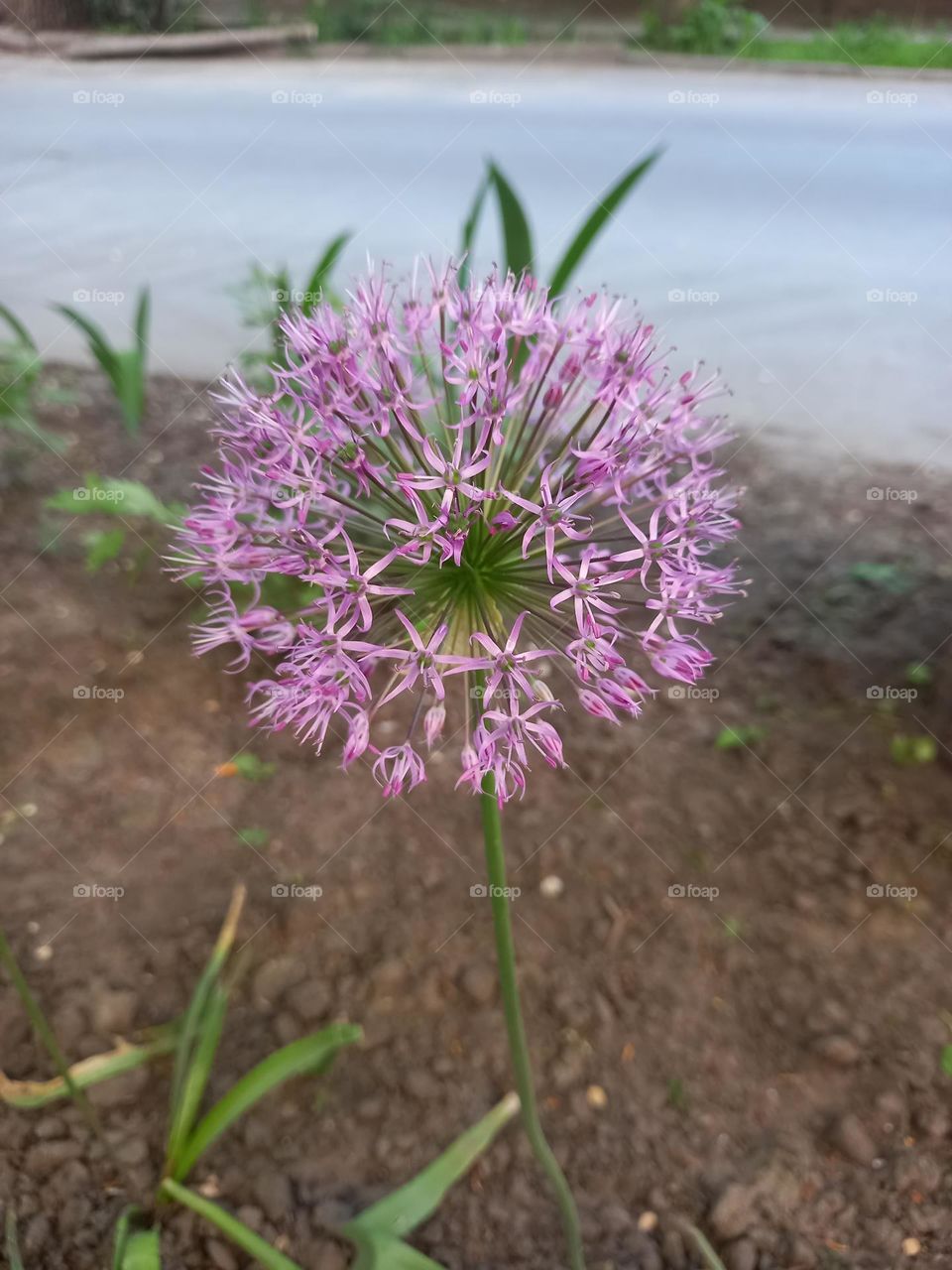 The flower planet. The flower ball. It is so tender and nice. Purple flower is like a sign of endless life.