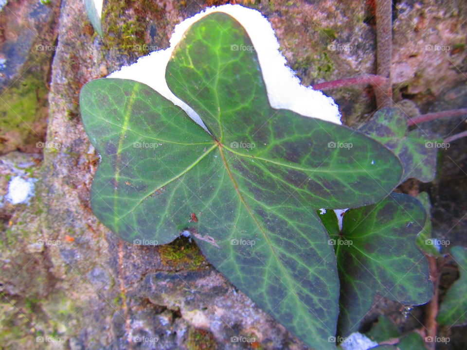 Leaf and Snow