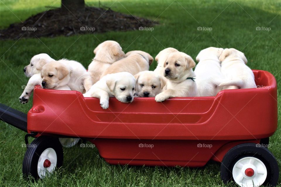 Red wagon full of yellow Labrador puppies 